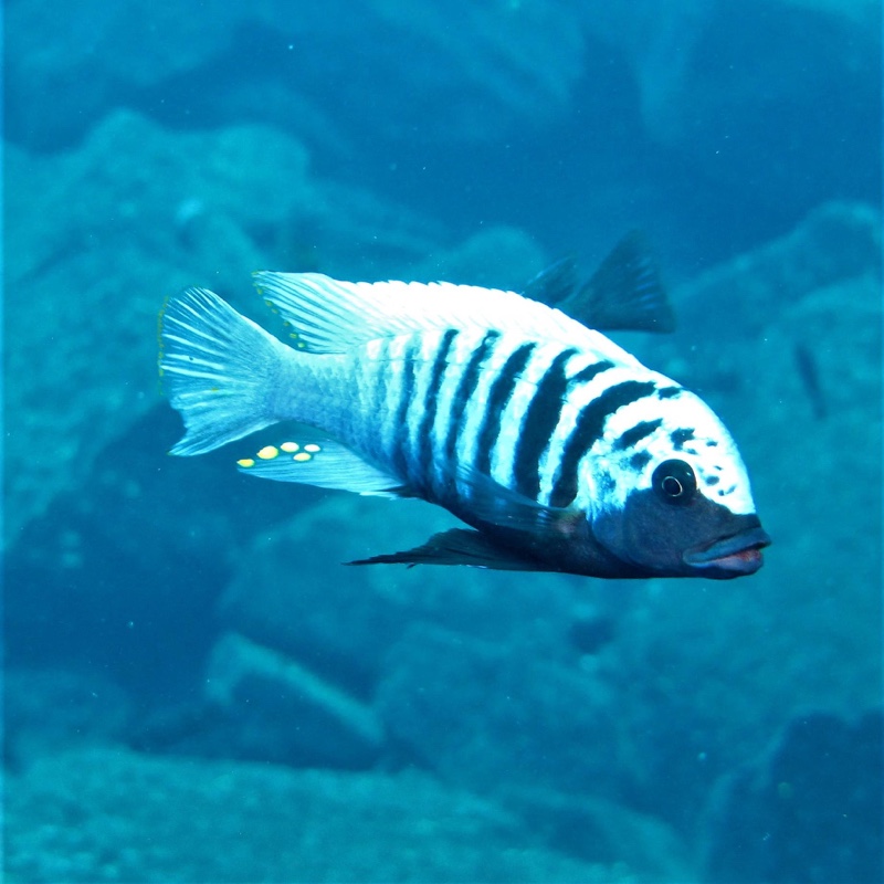 Maylandia zebra 'Linganjala Reef'